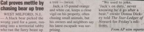 A newspaper article tells of a bold pet cat that chased a bear up a tree.