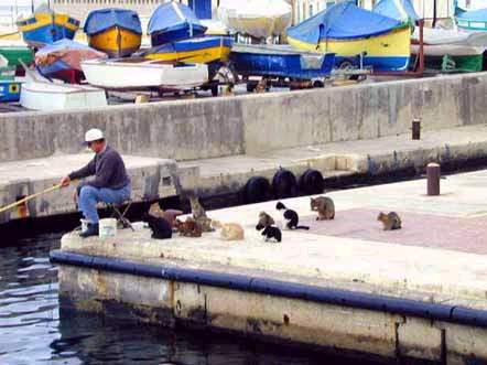 A group of cats wait by a fisherman.
