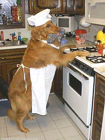 Someone dressed up a dog as a chef and got it to stand up against the stove.