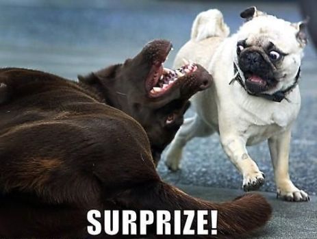 One dog surprises another, which makes a very surprised face.